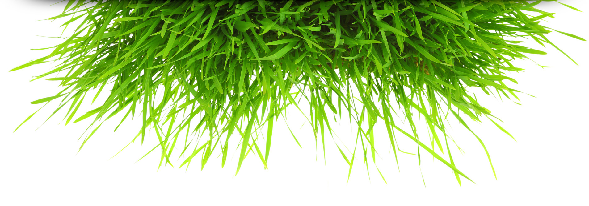 grass