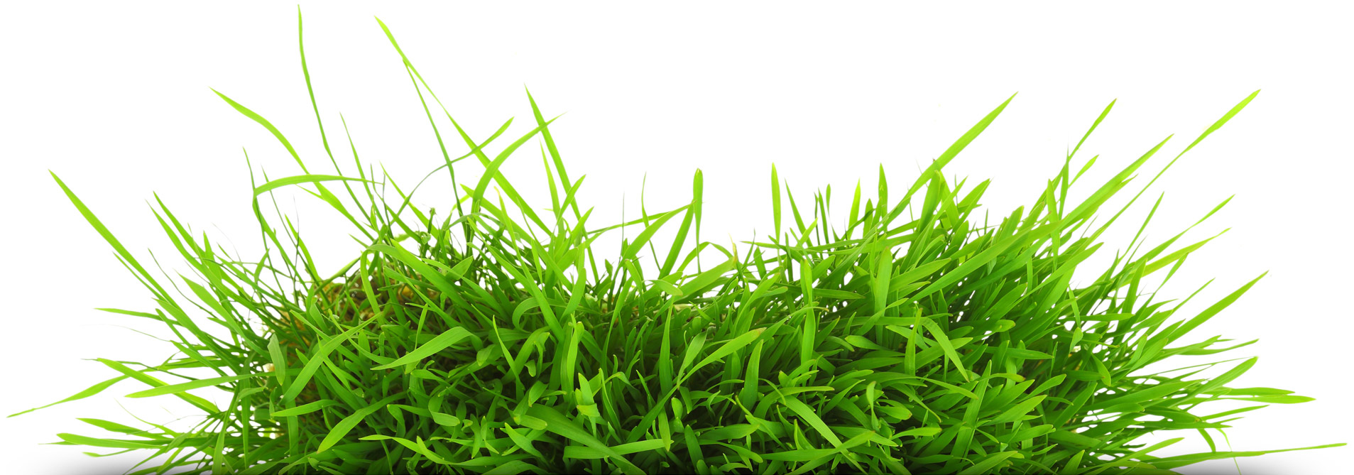 grass